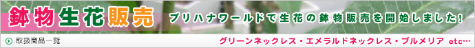 ȭ�����������䳫�ϡ�