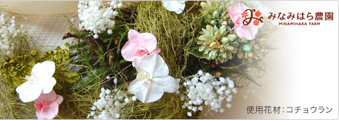 オオウバユリ 2025 収穫 茶色いプリザーブドフラワー花材 プリザーブド