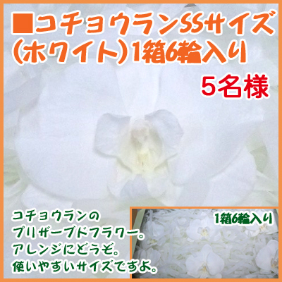 �����祦���(�ۥ磻�ȡ�SS����������Ȣ��������)